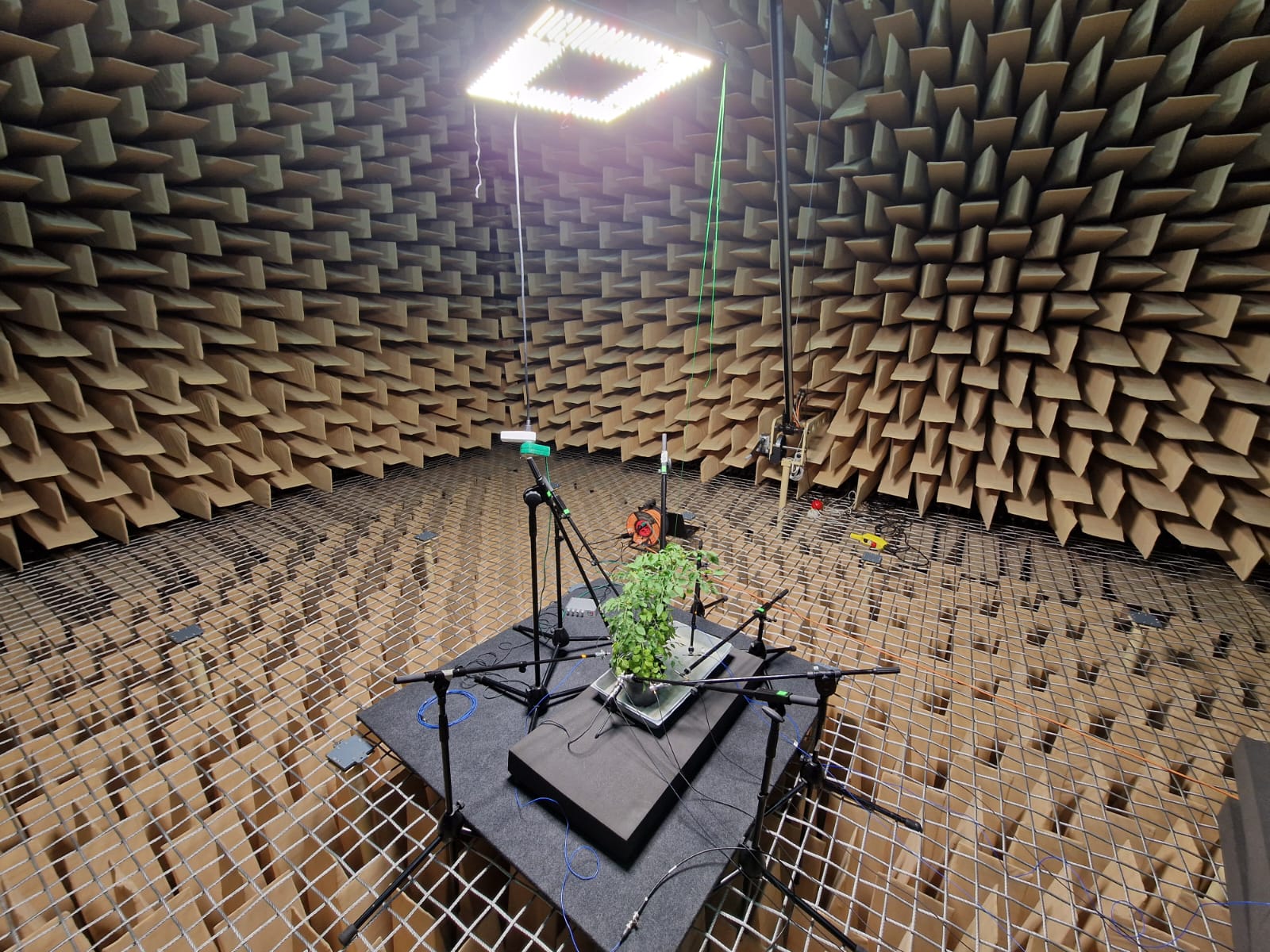 Tomato eavesdropping chamber