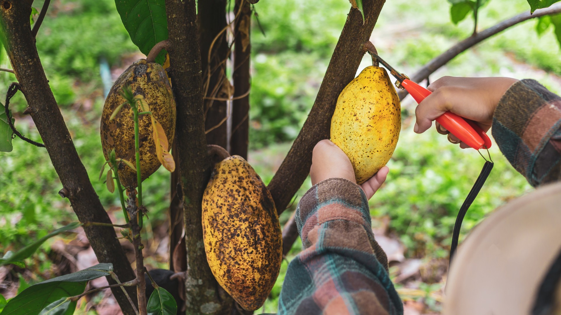 Nowy sposób na czekoladę