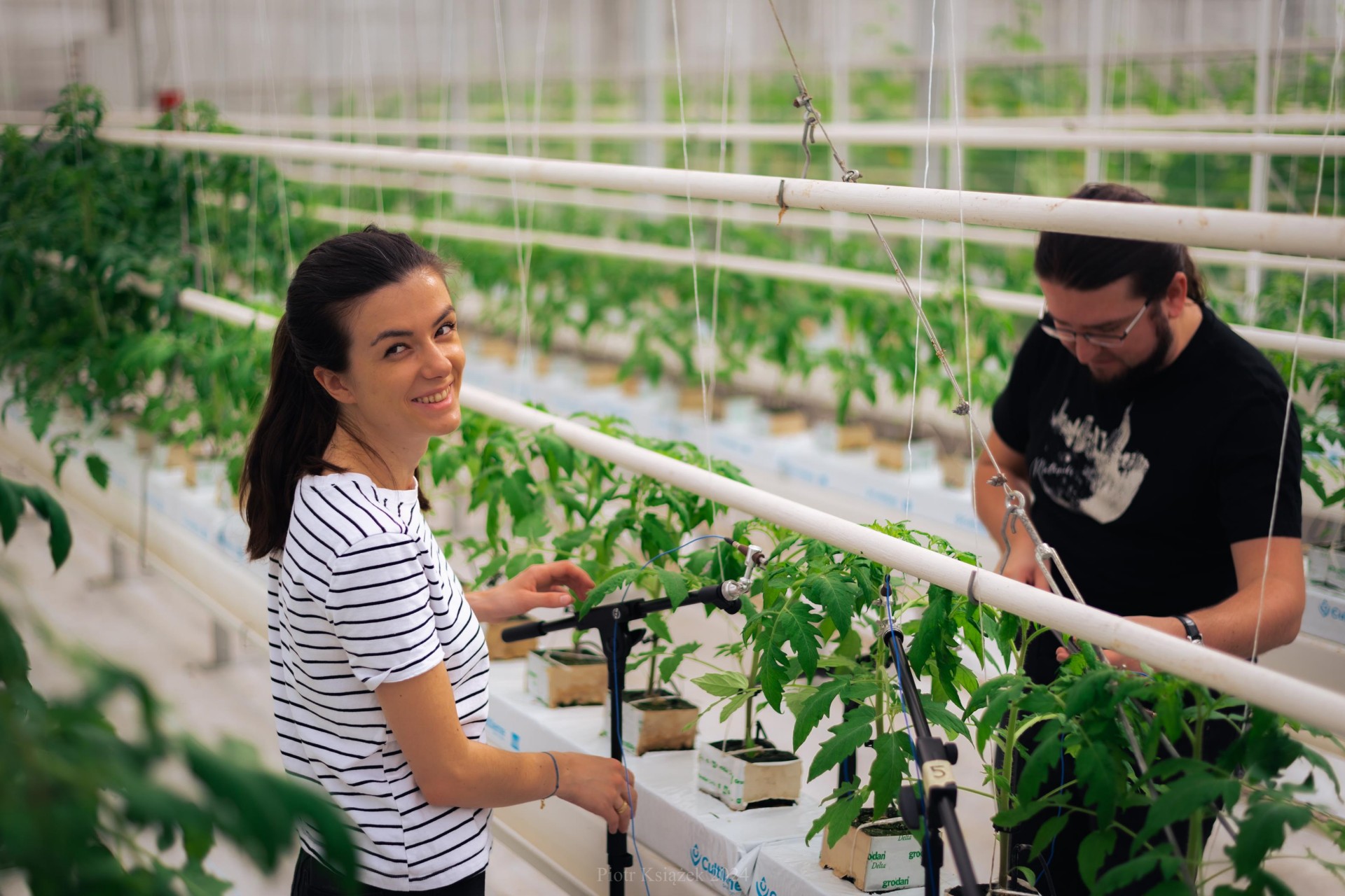 Podsłuchiwanie pomidorów