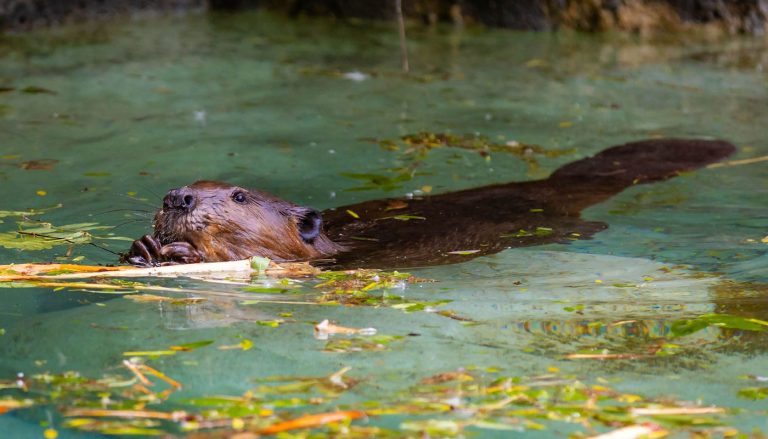 These animals are rebuilding England. And they do it effectively