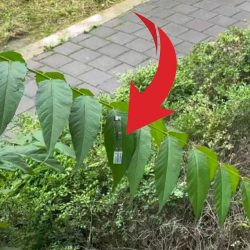 Electronic stickers will protect forests against fires