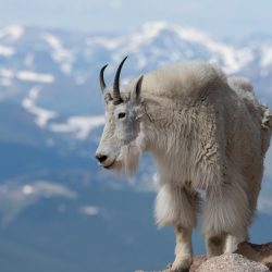 He turned goats into a processor. This is how a scientist tested the myth about AI