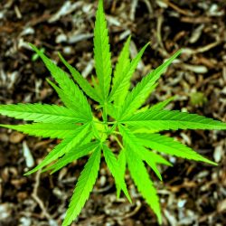 It relieves pain and doesn’t get you high. Scientists have discovered a new cannabis compound