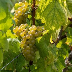 A surprising side effect of hot weather. This will benefit… champagne