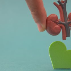 Heart and kidney diseases are on the rise. Science explains how to prevent them