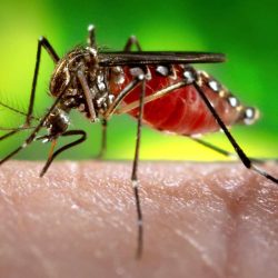 Google releases millions of mosquitoes. They are like zombies